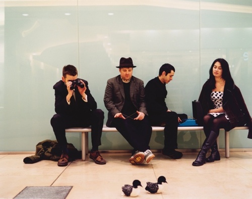 Guillemots